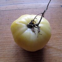 Pomodoro Beauté Blanche (Solanum lycopersicum)...