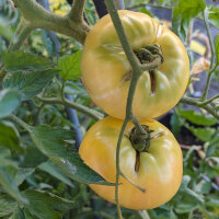 Pomodoro Beauté Blanche (Solanum lycopersicum) biologico semi