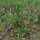 Silene (Lychnis viscaria) semi