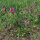 Silene (Lychnis viscaria)