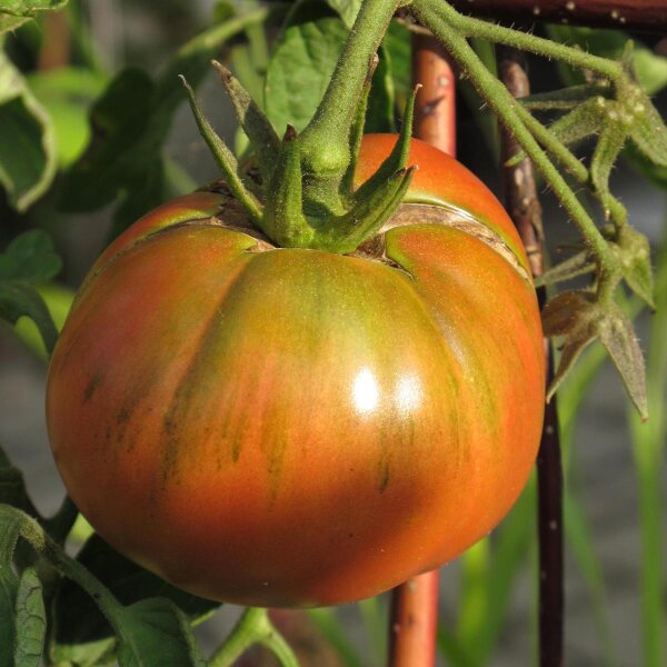 Pomodoro Nero di Crimea (Solanum lycopersicum) semi