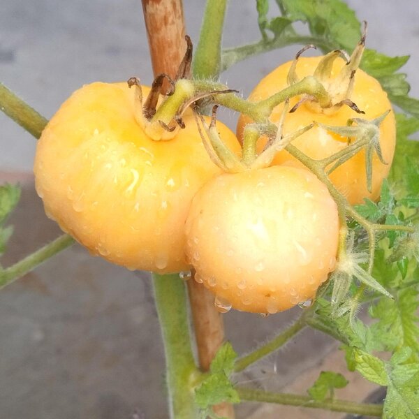 Pomodoro Pêche jaune (Solanum lycopersicum) biologico semi