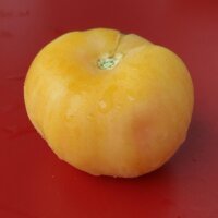 Pomodoro Pêche jaune (Solanum lycopersicum)...