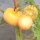 Pomodoro Pêche jaune (Solanum lycopersicum) biologico semi