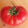 Pomodoro Rosa di Berna (Solanum lycopersicum)  semi