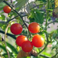 Pomodoro selvatico Rote Murmel (Solanum pimpinellifolium)