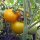 Pomodoro giallo Goldene Königin (Solanum lycopersicum) semi