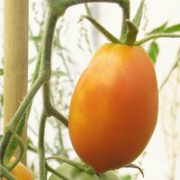 Pomodoro Orange Banana (Solanum lycopersicum) biologico semi
