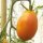 Pomodoro Orange Banana (Solanum lycopersicum) biologico semi