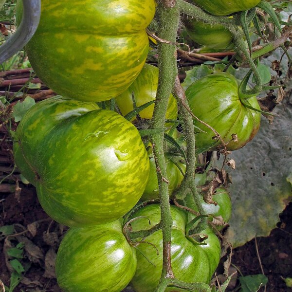 Pomodoro zebrato Green Zebra (Solanum lycopersicum) semi