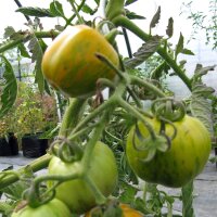 Pomodoro zebrato Green Zebra (Solanum lycopersicum) semi