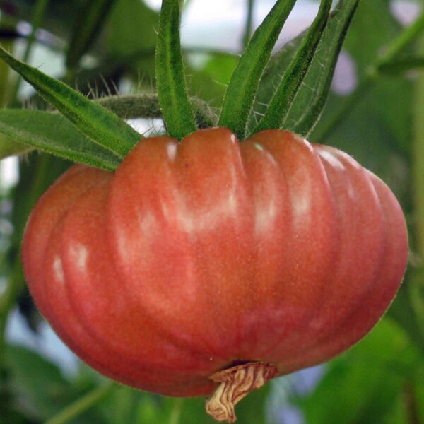 Pomodoro Brandywine rosa (Solanum lycopersicum) semi