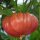Pomodoro Brandywine rosa (Solanum lycopersicum) semi
