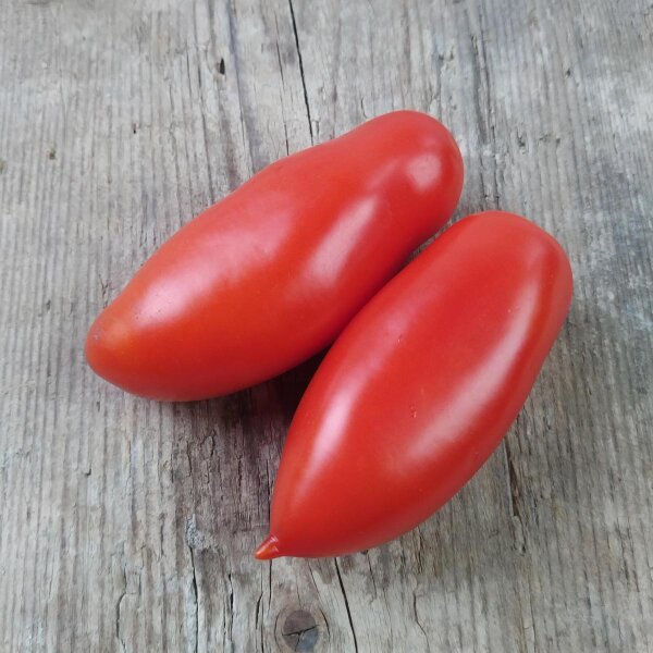 Pomodoro San Marzano (Solanum lycopersicum) semi