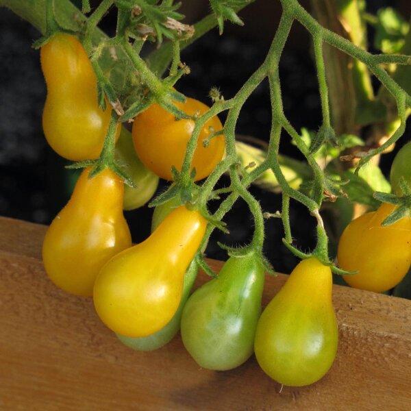 Pomodoro ciliegino  Yellow Pear (Solanum lycopersicum) semi biologici