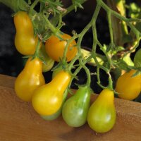 Pomodoro Yellow Pear (Solanum lycopersicum) biologico semi