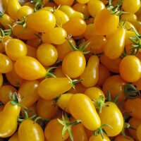 Pomodoro Yellow Pear (Solanum lycopersicum) biologico semi