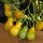 Pomodoro ciliegino  Yellow Pear (Solanum lycopersicum) semi biologici