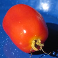 Pomodoro Roma (Solanum lycopersicum) semi