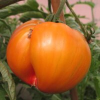 Pomodoro Ananas (Solanum lycopersicum) semi biologici