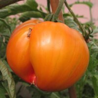 Pomodoro Ananas (Solanum lycopersicum) biologico semi