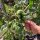 Pomodoro Ananas (Solanum lycopersicum) biologico semi