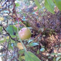 Melo selvatico (Malus sylvestris) semi