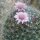 Wichuriki (Mammillaria heyderi) semi