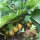 Mandragora autunnale (Mandragora autumnalis) semi