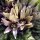 Mandragora (Mandragora officinarum) semi