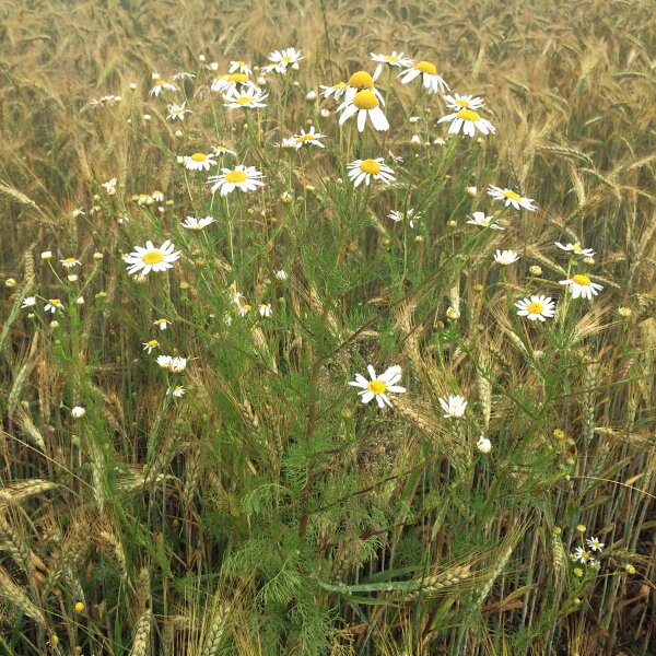 Camomilla comune (Matricaria chamomilla) semi