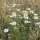 Camomilla comune (Matricaria chamomilla) semi