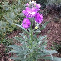 Violacciocca rossa (Matthiola incana) semi