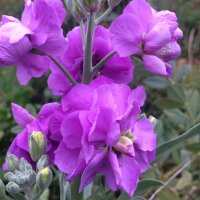 Violacciocca rossa (Matthiola incana) semi