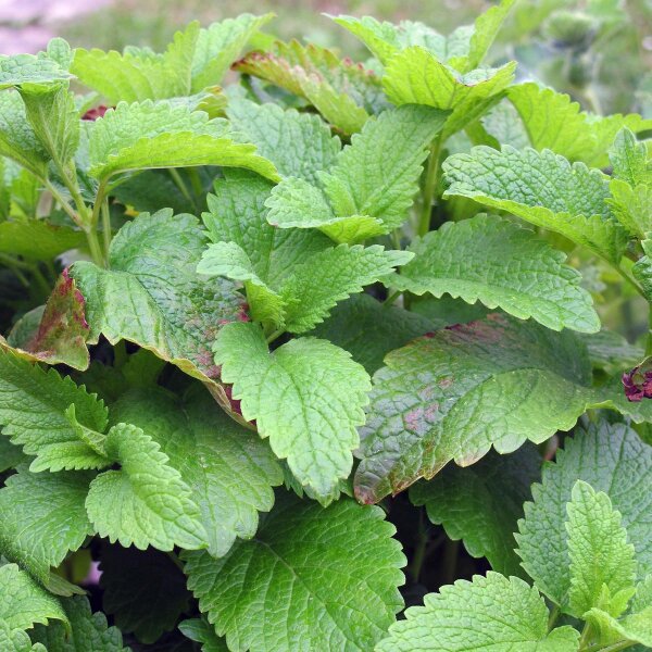 Melissa vera (Melissa officinalis) semi