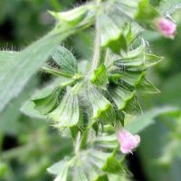 Melissa vera (Melissa officinalis) semi