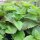 Melissa vera (Melissa officinalis) semi