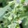Melissa vera (Melissa officinalis) semi