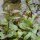 Menta acquatica (Mentha aquatica) semi