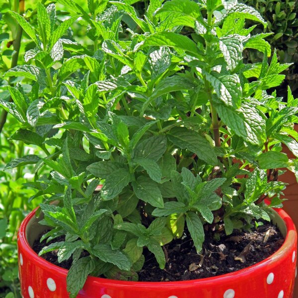 Menta piperita (Mentha piperita) semi