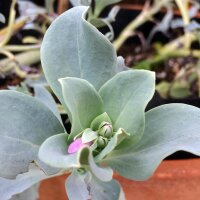 Erba ostrica (Mertensia maritima) semi