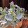 Erba ostrica (Mertensia maritima) semi