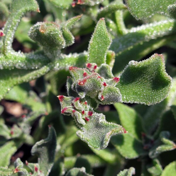 Erba cristallina (Mesembryanthemum crystallinum) semi