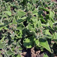 Erba cristallina (Mesembryanthemum crystallinum) semi