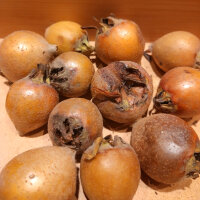 Nespolo comune (Mespilus germanica) semi
