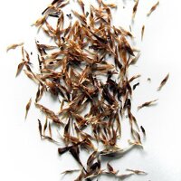 Kratom (Mitragyna speciosa) semi