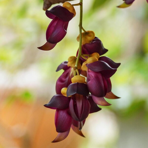 Mucuna (Mucuna pruriens) semi