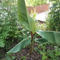 Banano Darjeeling (Musa sikkimensis) semi