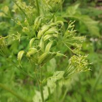Finocchiella (Myrrhis odorata) semi
