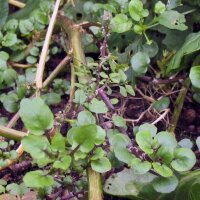 Crescione dacqua (Nasturtium officinale)